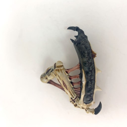 Tyrannofex conversion