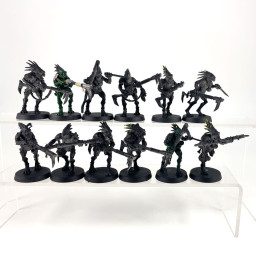 Kroot Carnivore Squad