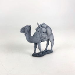 Essex CM3 Camel walking