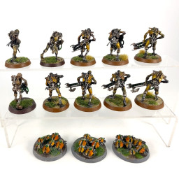 Warriors + Scarab