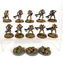 Warriors + Scarab